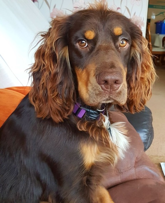 Pawfect Pet Photo Competition - October 2020 - Pett Level Independent ...